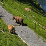 bärengraben